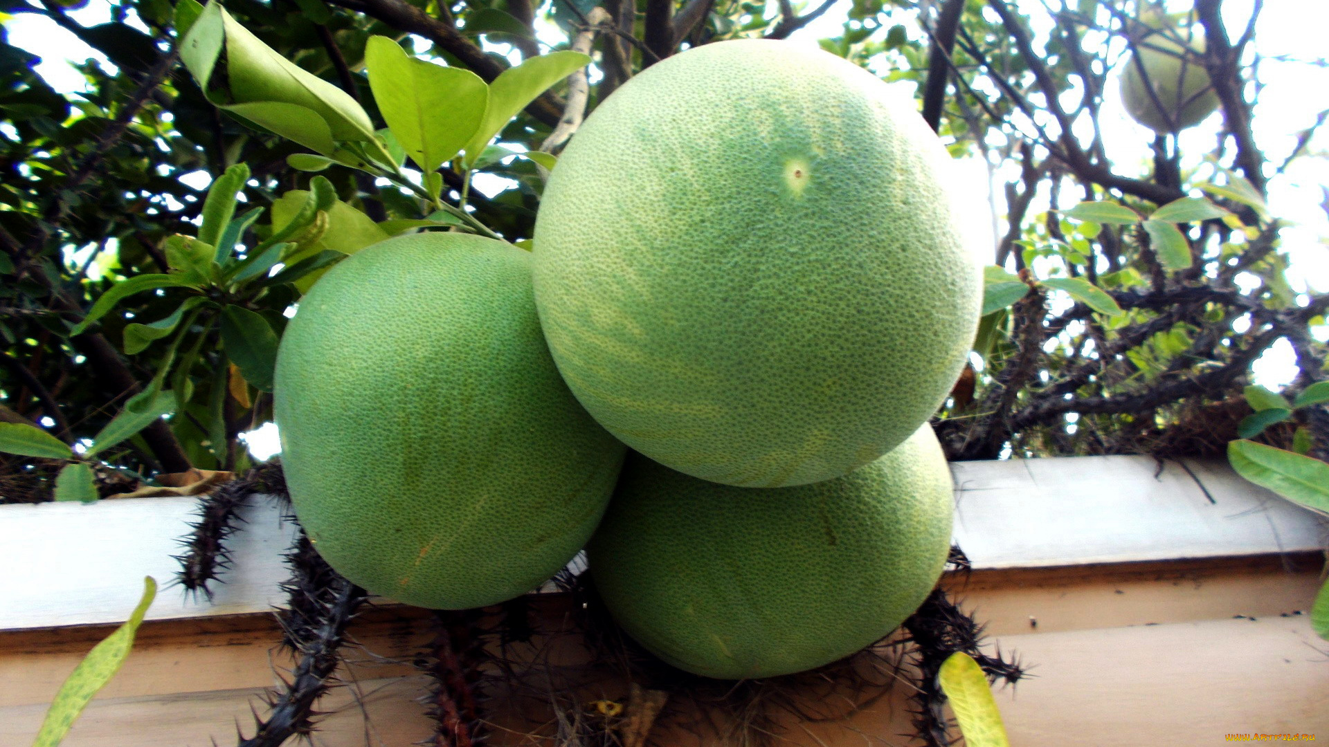 природа, плоды, помело