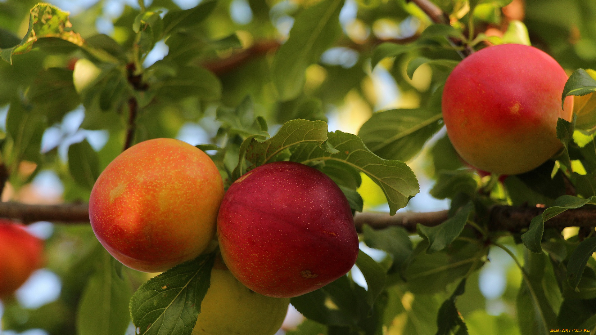 природа, плоды, тамбовская, область, дары, сада, красота, лето, сад, тамбов