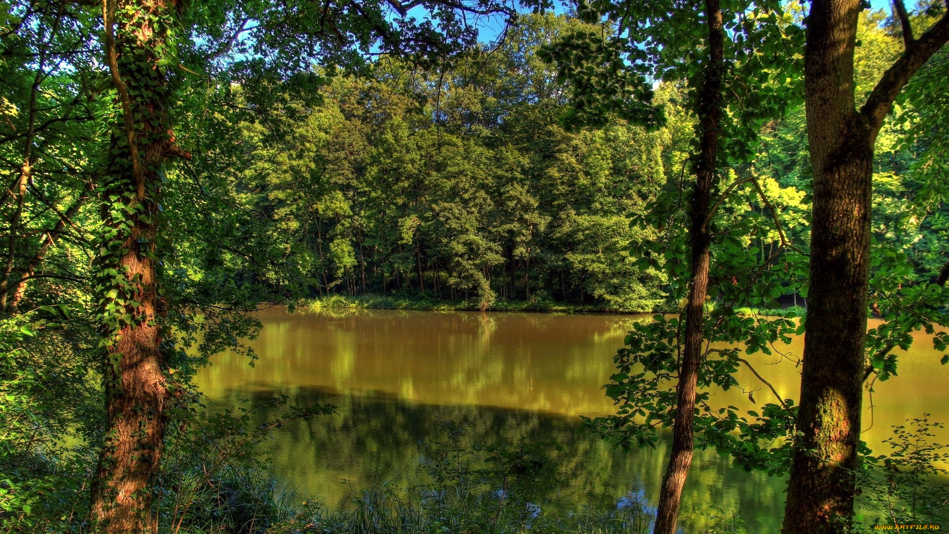 природа, реки, озера, лето, деревья, озеро