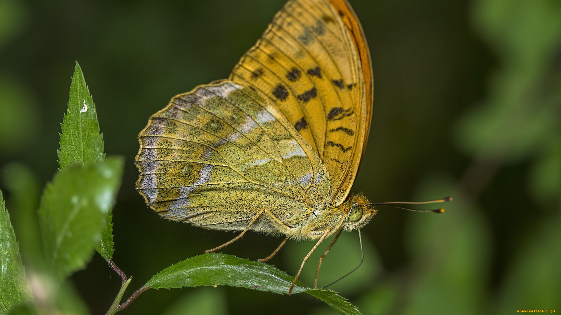 животные, бабочки, , мотыльки, , моли, бабочка