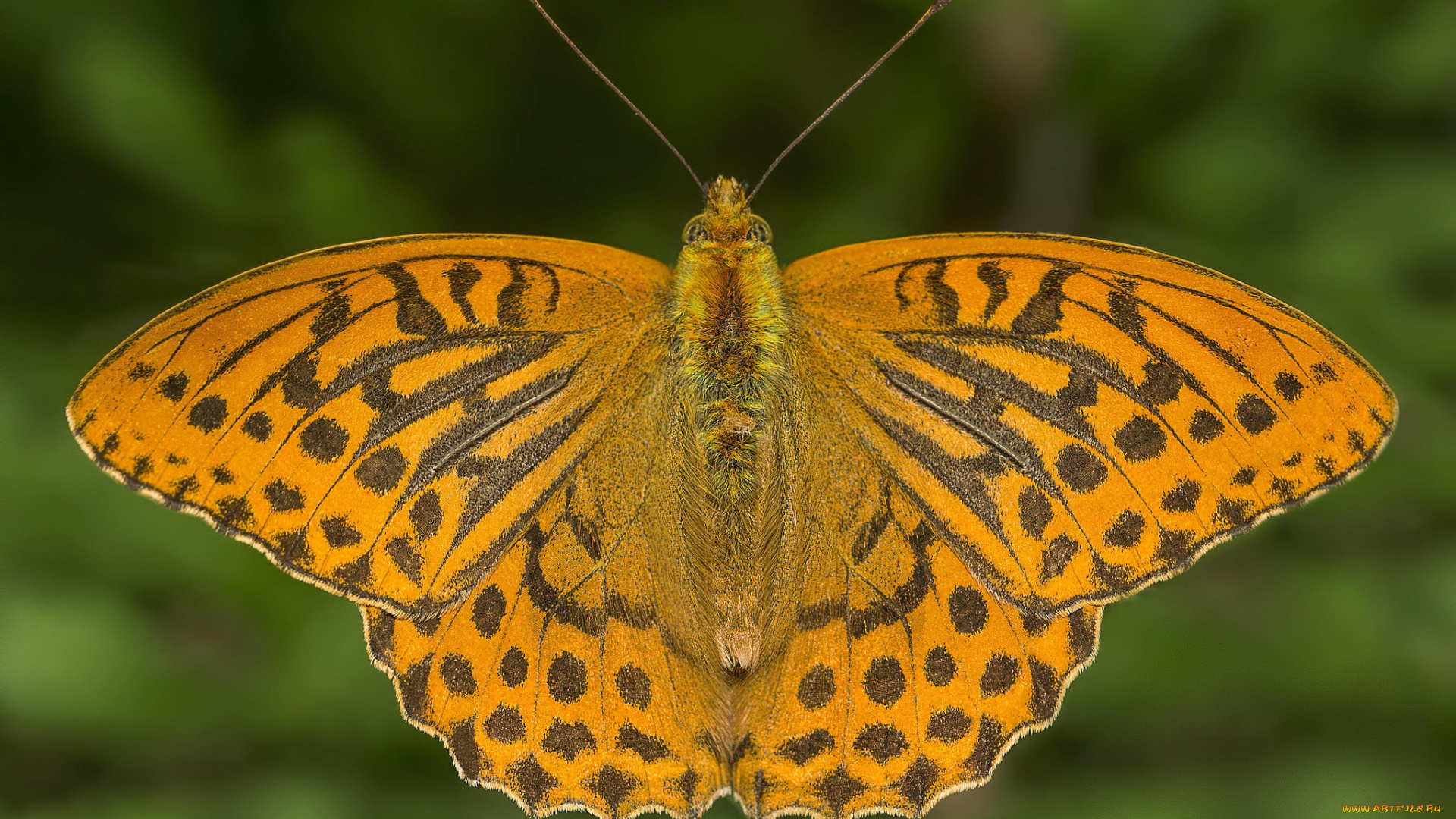 животные, бабочки, , мотыльки, , моли, бабочка