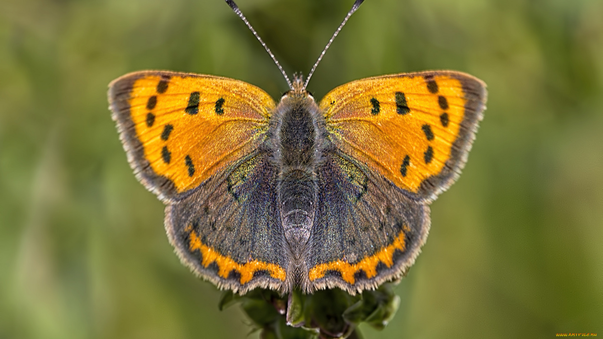 животные, бабочки, , мотыльки, , моли, бабочка