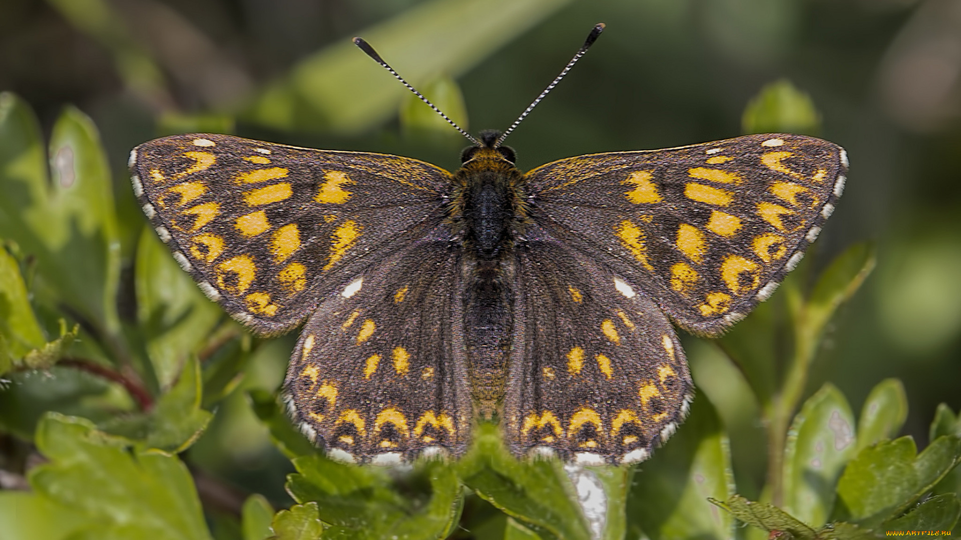 животные, бабочки, , мотыльки, , моли, бабочка
