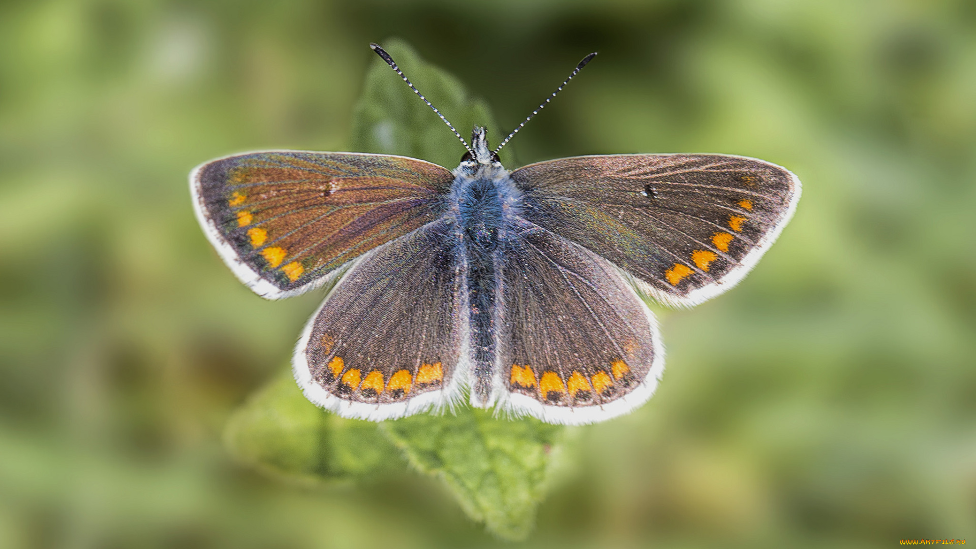 животные, бабочки, , мотыльки, , моли, бабочка