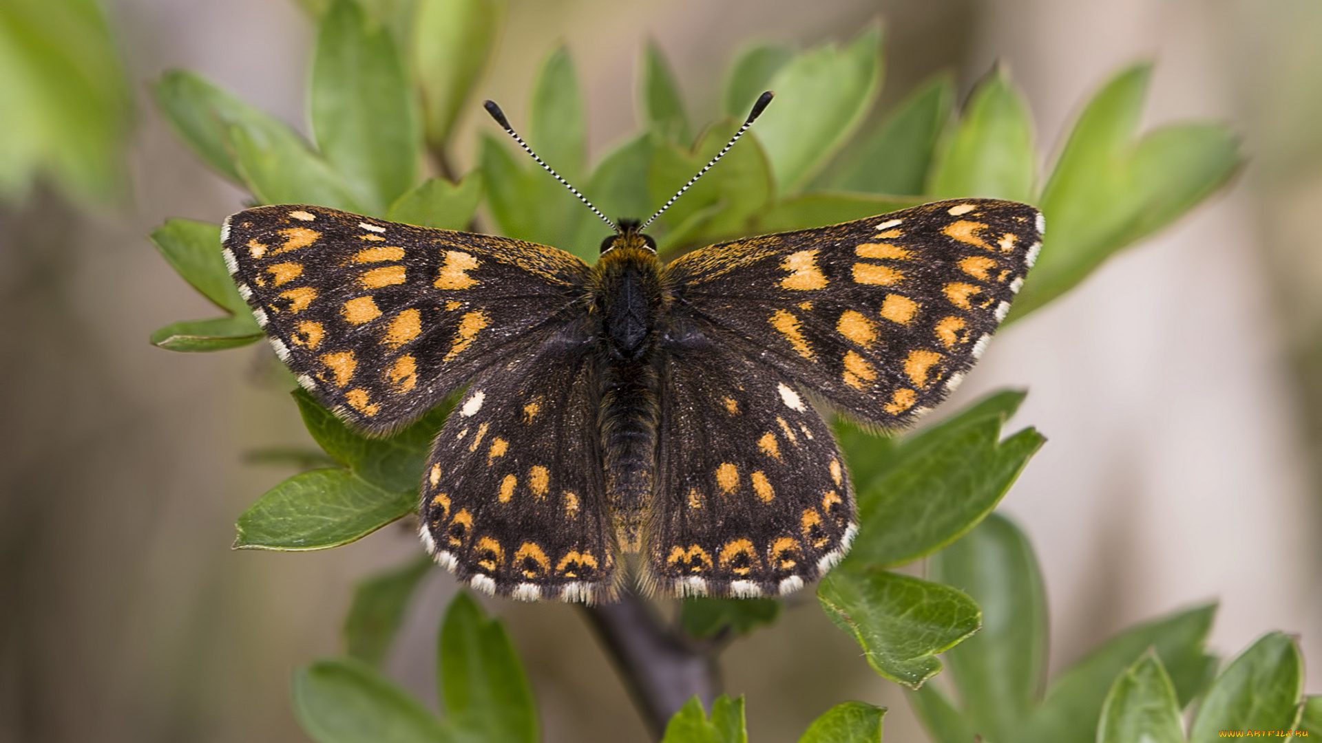 животные, бабочки, , мотыльки, , моли, бабочка