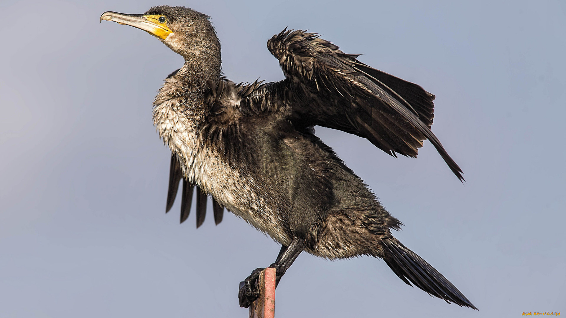 животные, Чайки, , бакланы, , крачки, птичка