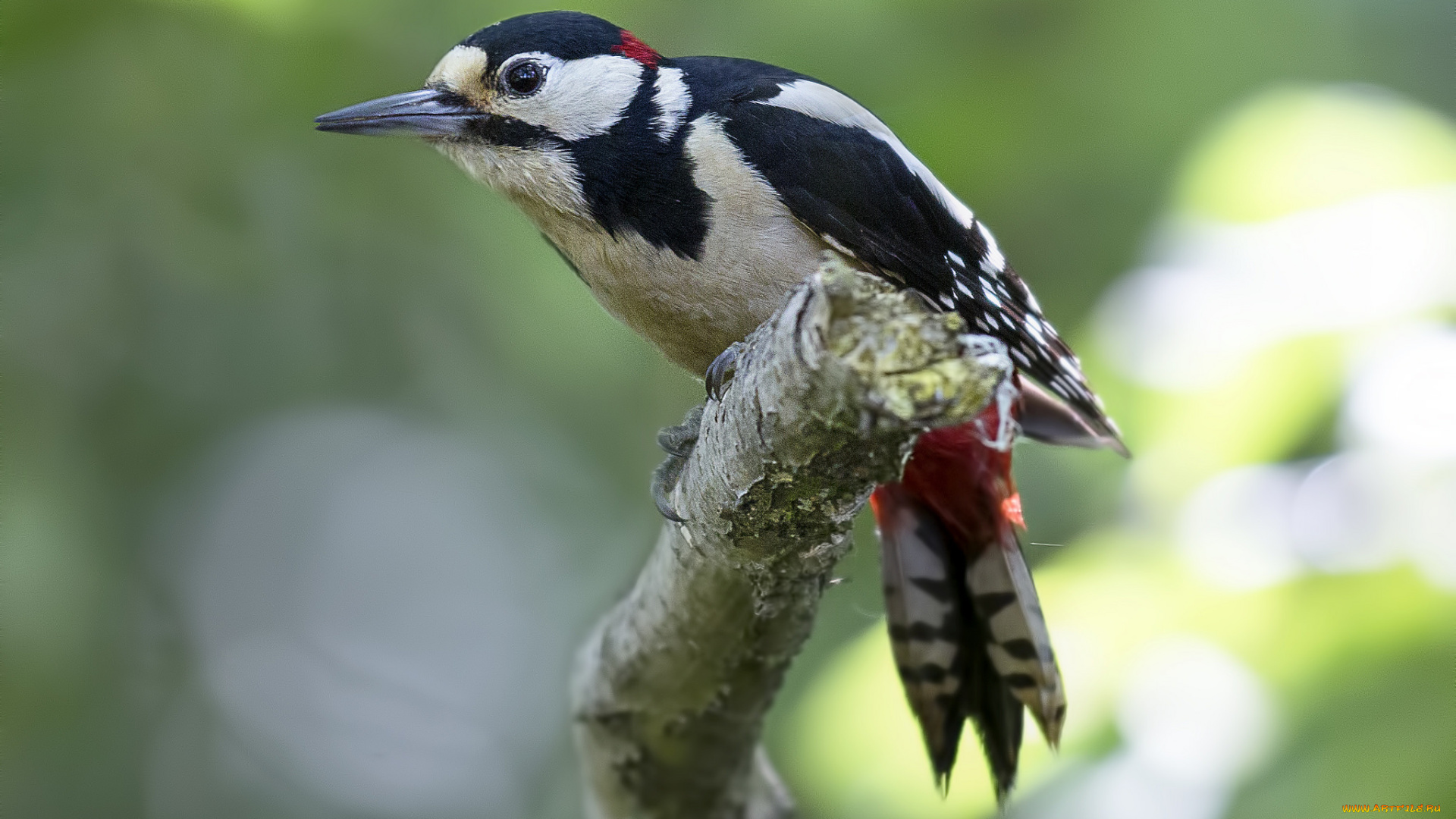 животные, дятлы, птичка