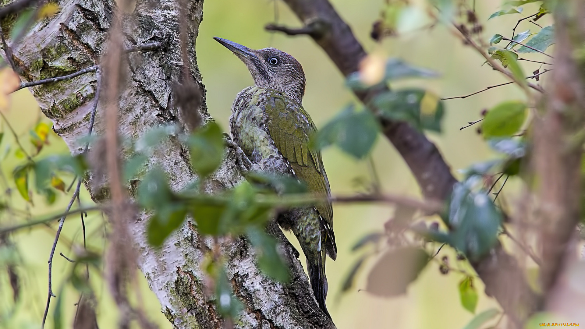 животные, дятлы, птичка