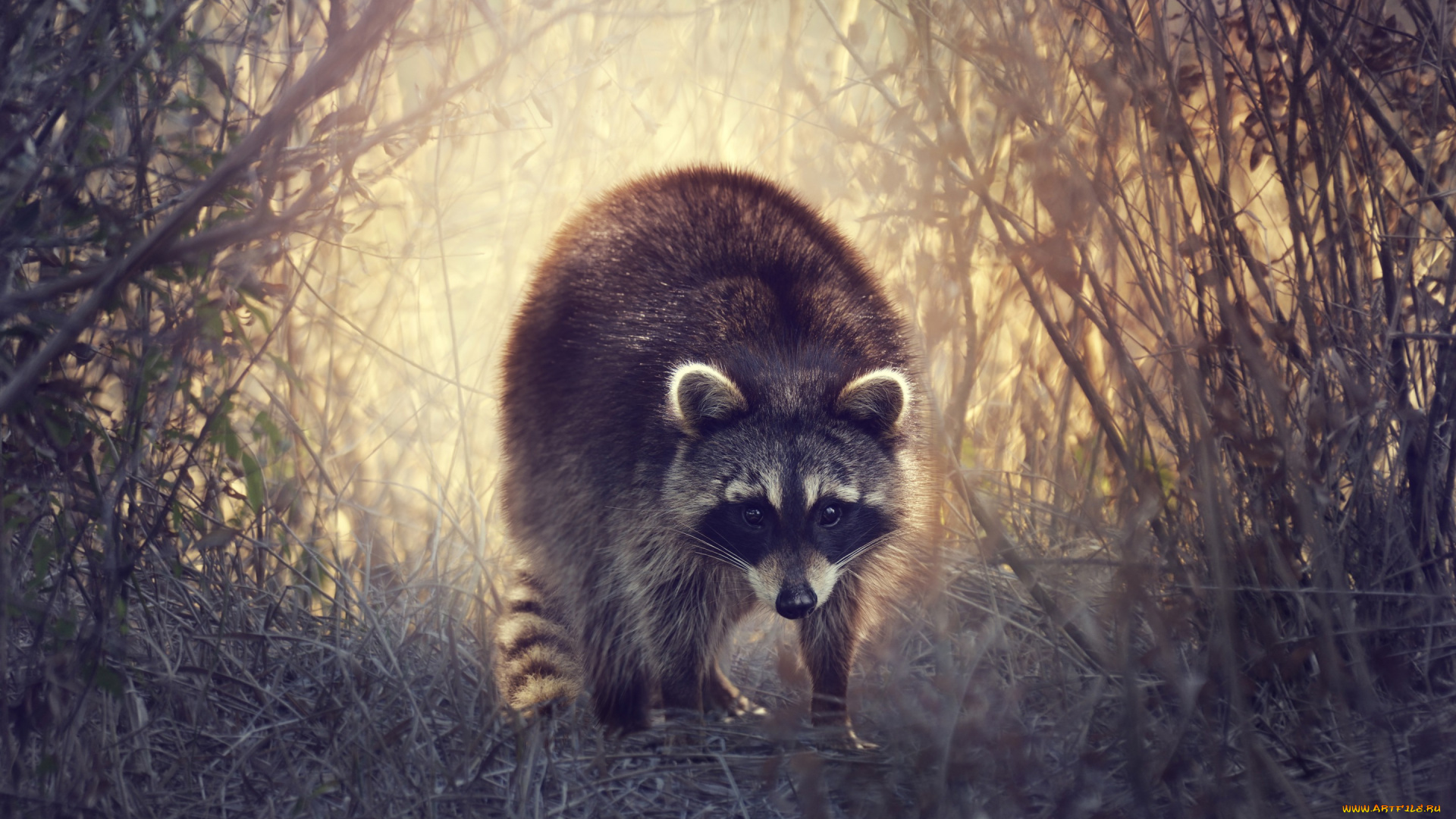 животные, еноты, кусты, енот, природа, трава