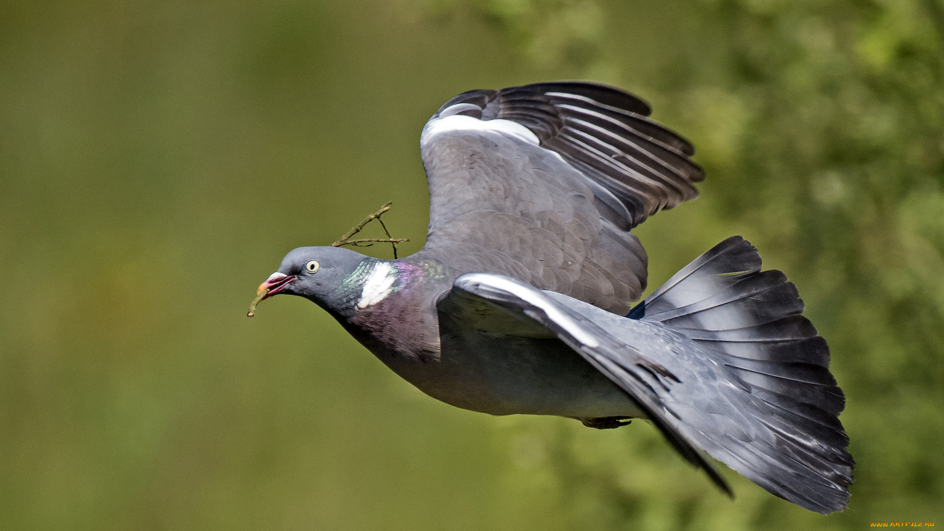 животные, голуби, птичка