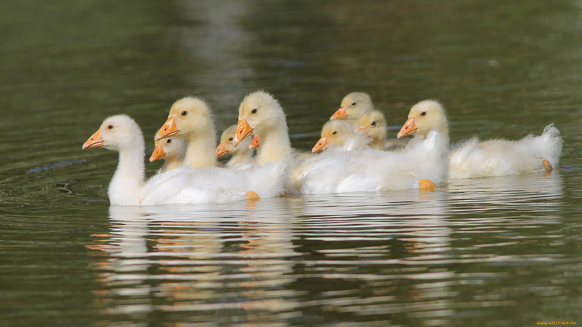 животные, гуси, пруд, гусята, вода, плывут
