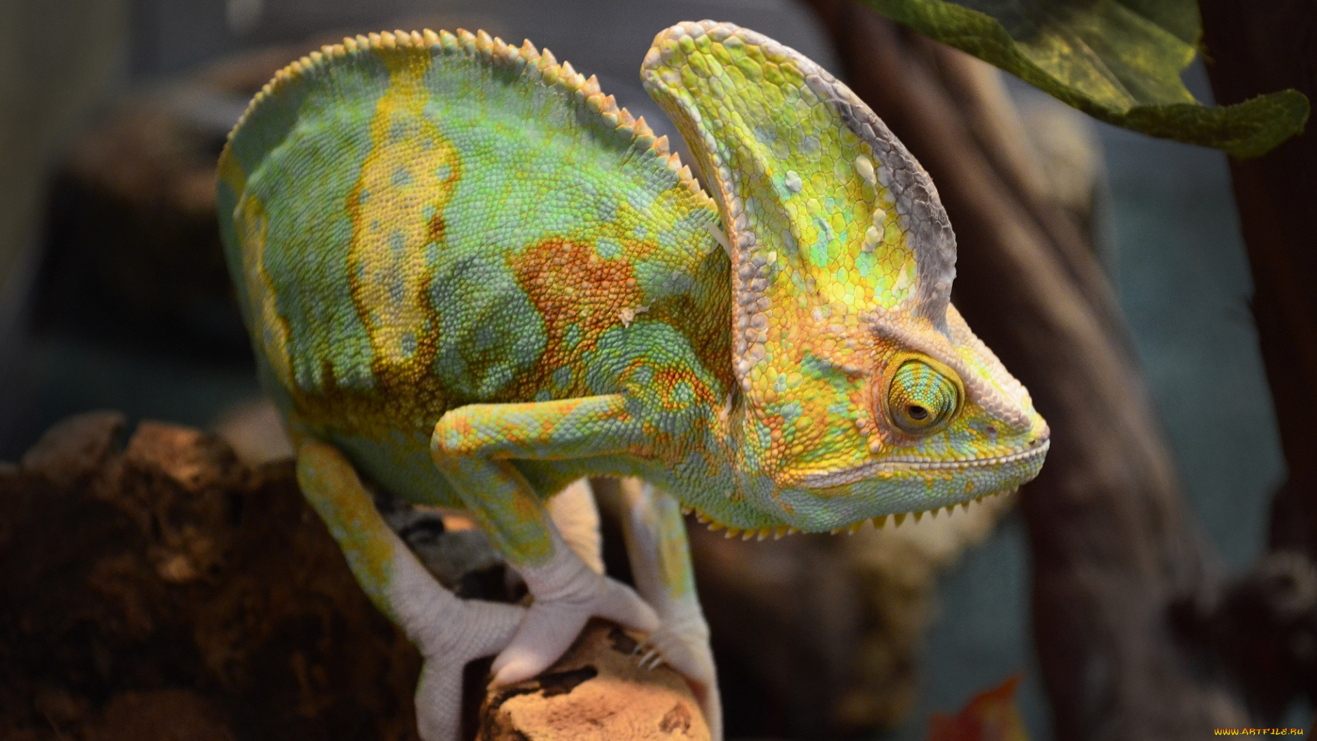 животные, хамелеоны, пресмыкающиеся, террариум, экзотика, ящерица, йеменский, хамелеон