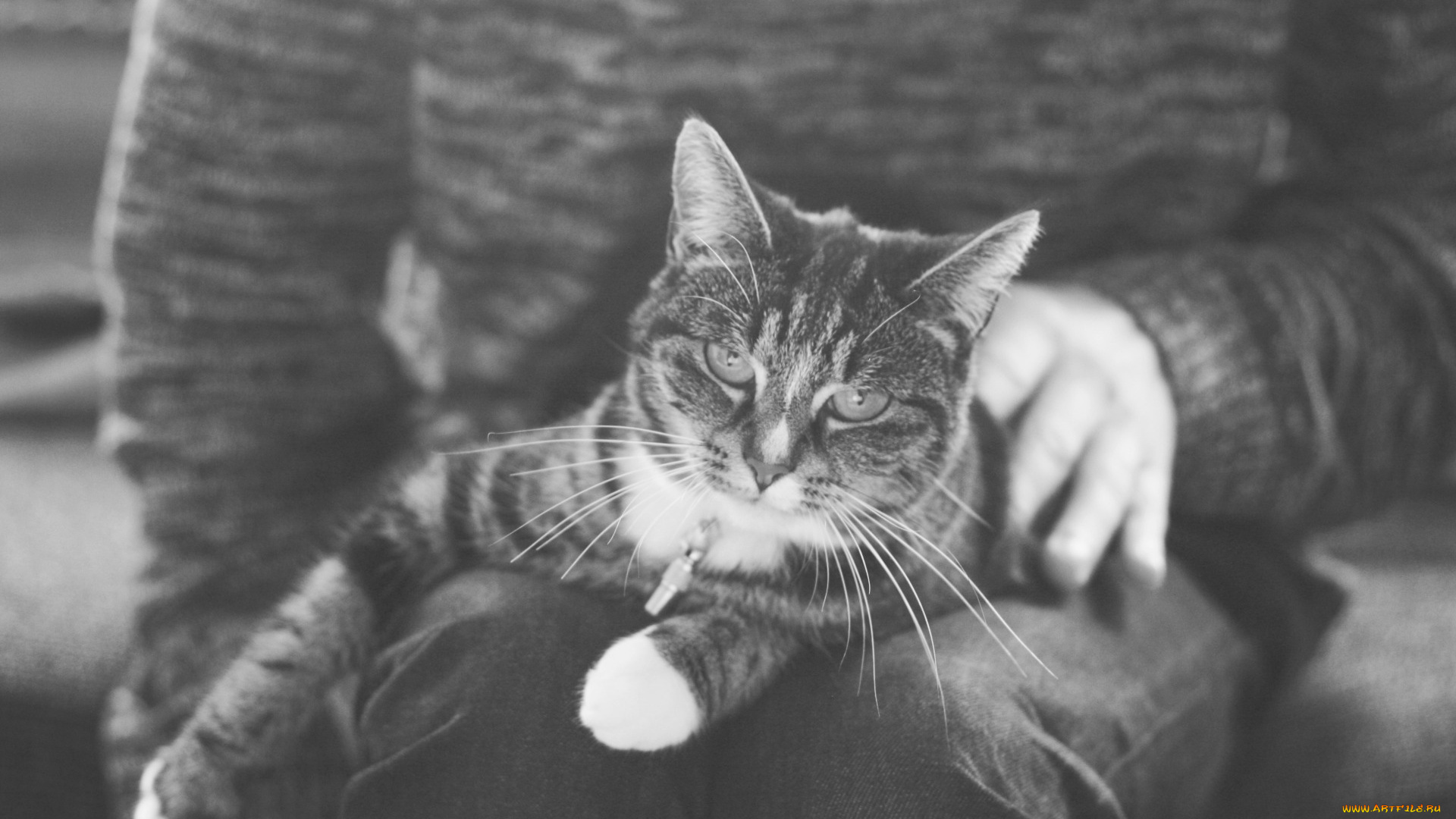 животные, коты, лежит, кот, кошка