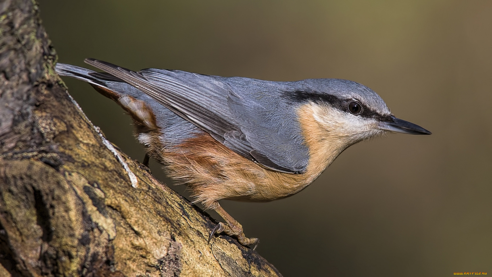 животные, поползни, птичка