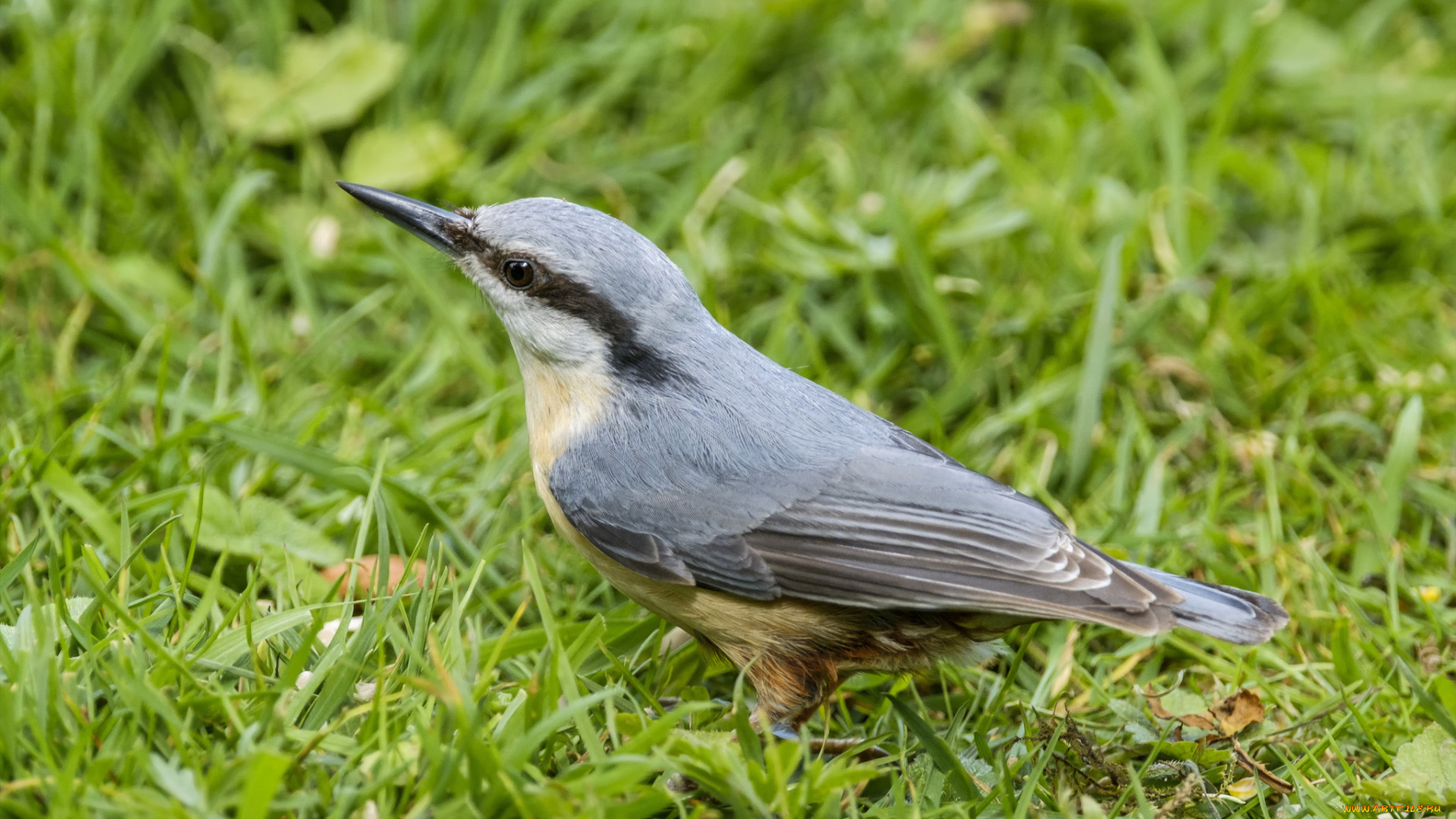животные, поползни, птичка