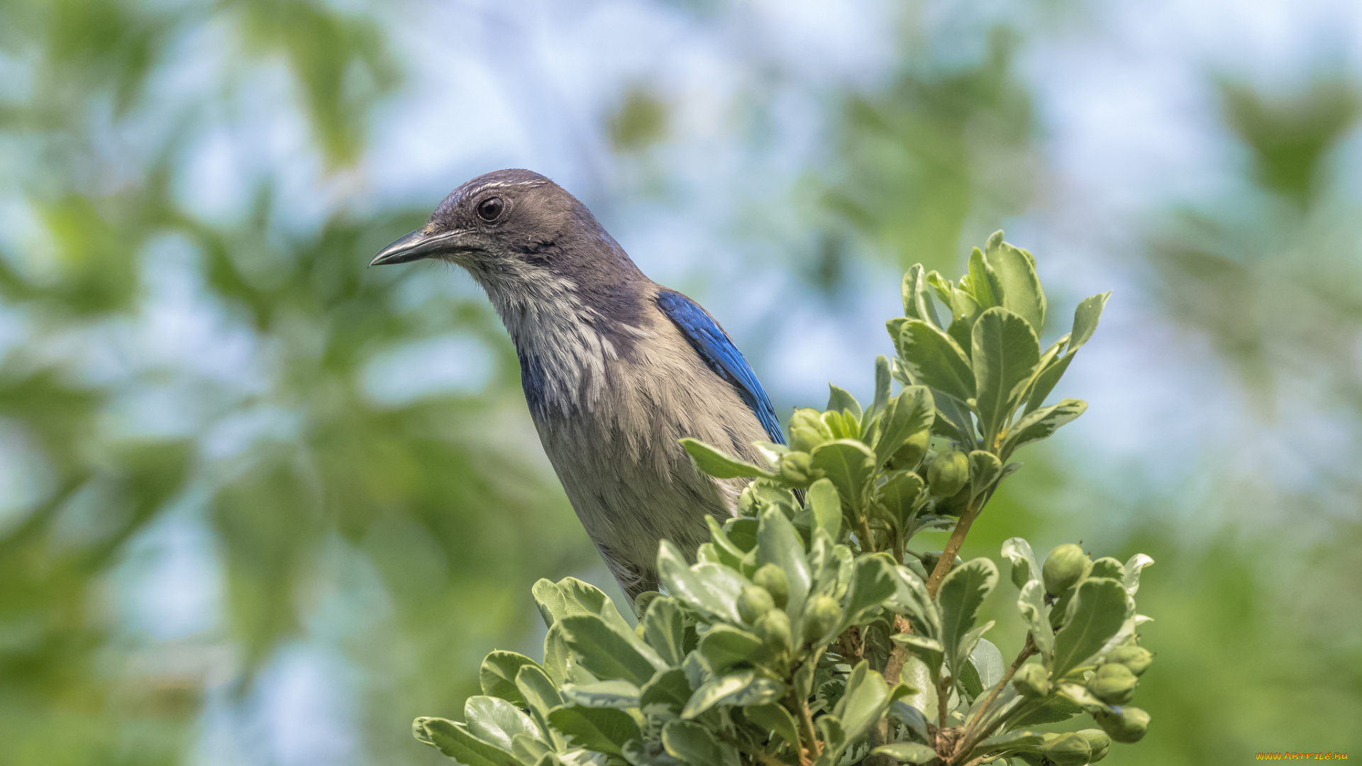 животные, птицы, птичка