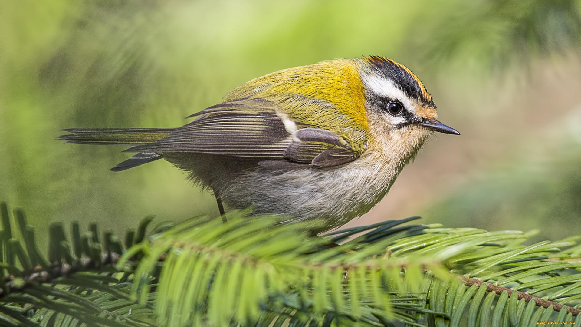 животные, птицы, птичка
