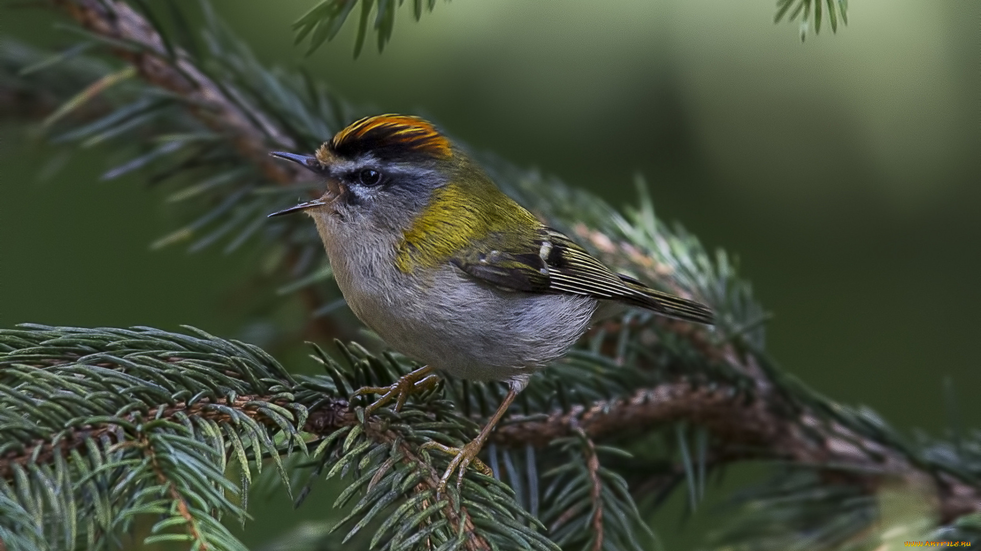 животные, птицы, птичка