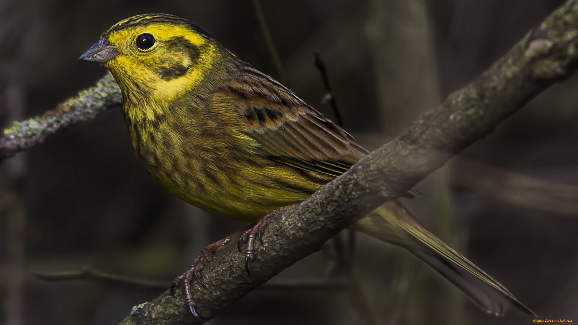 животные, птицы, птичка