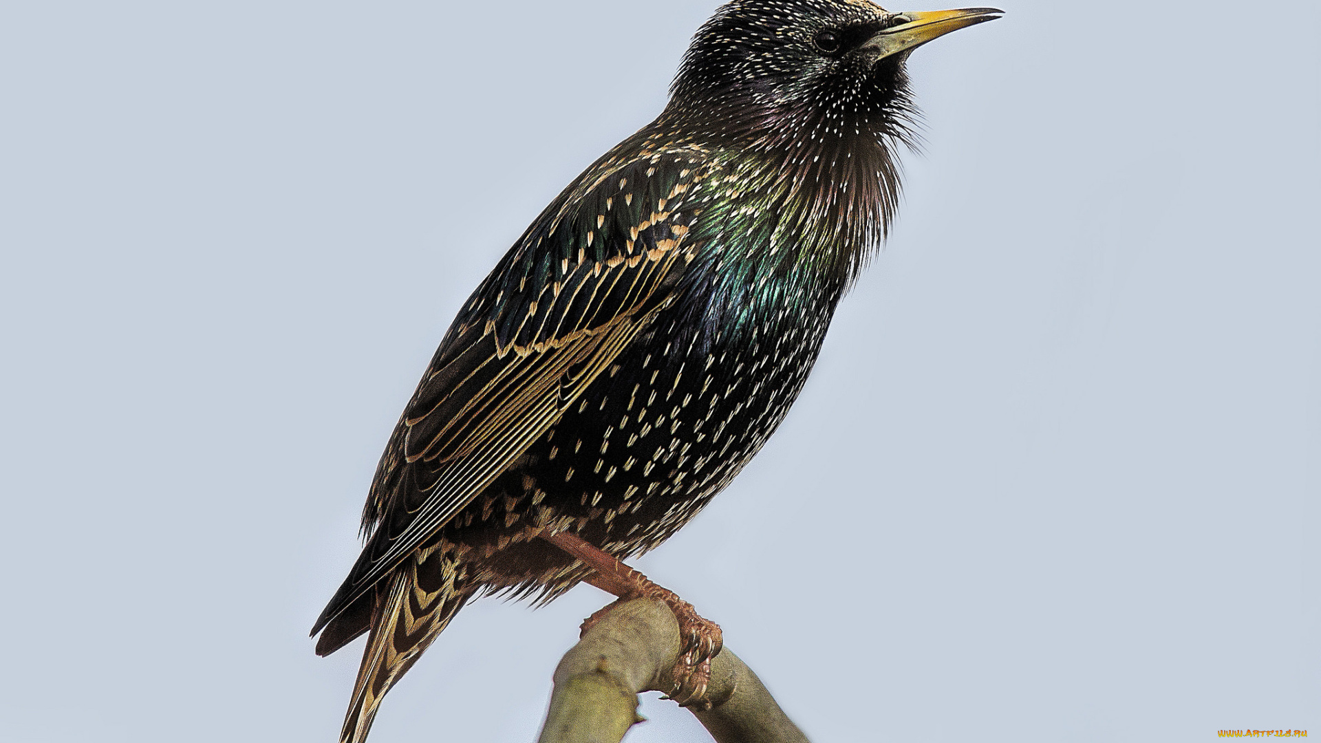 животные, птицы, птичка