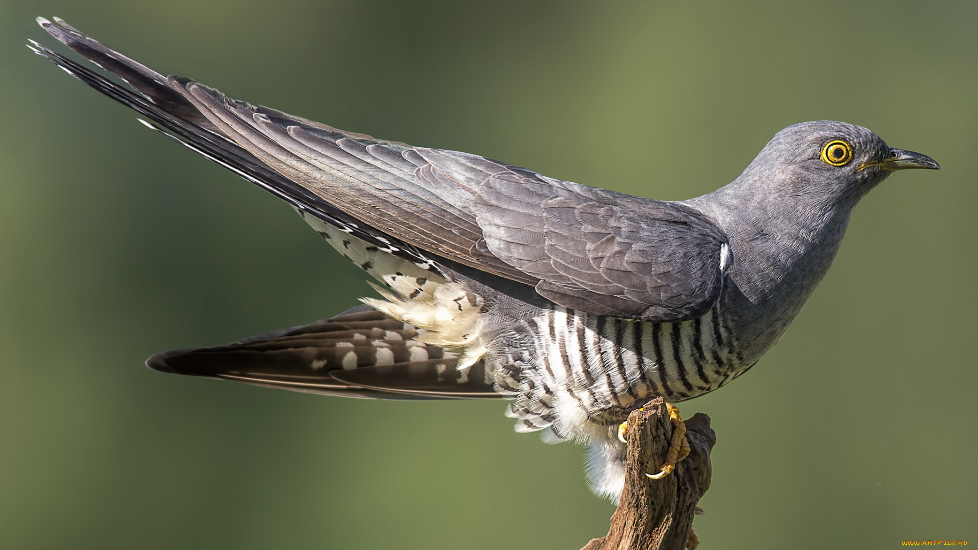 животные, птицы, птичка