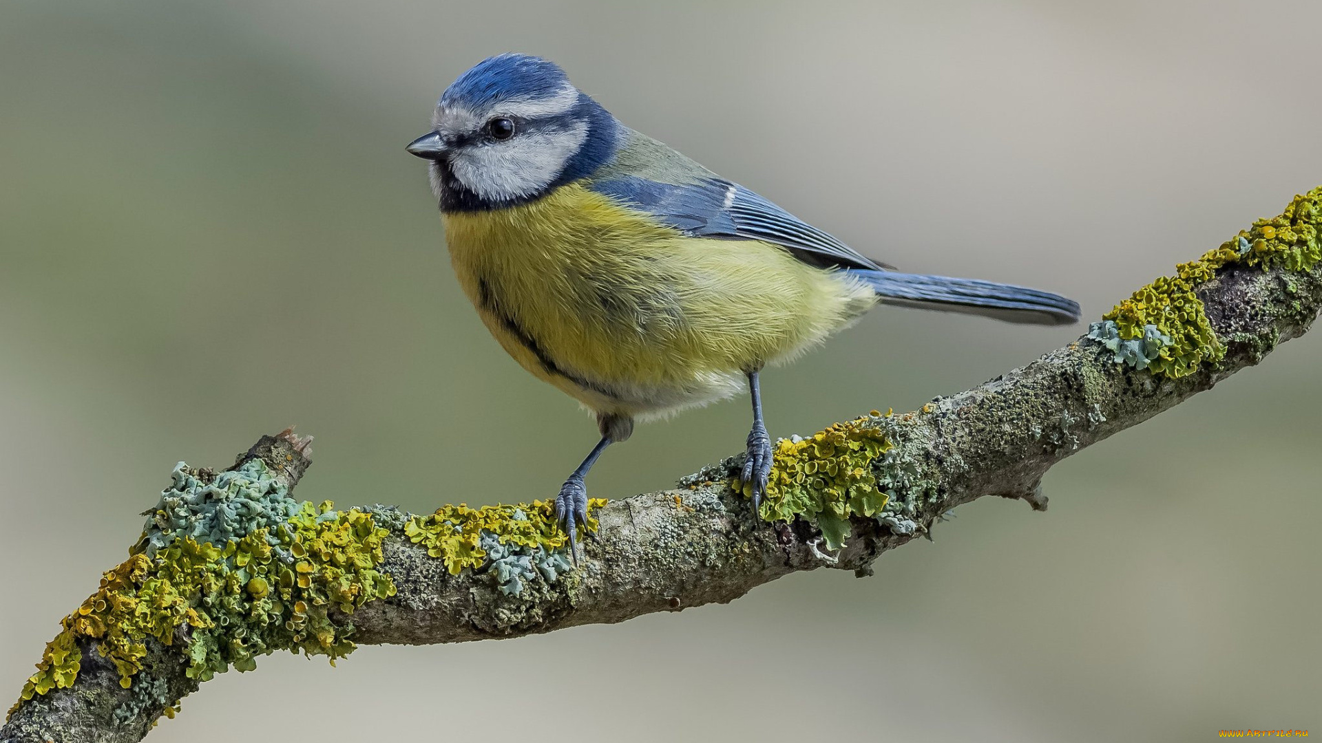 животные, синицы, , лазоревки, птичка