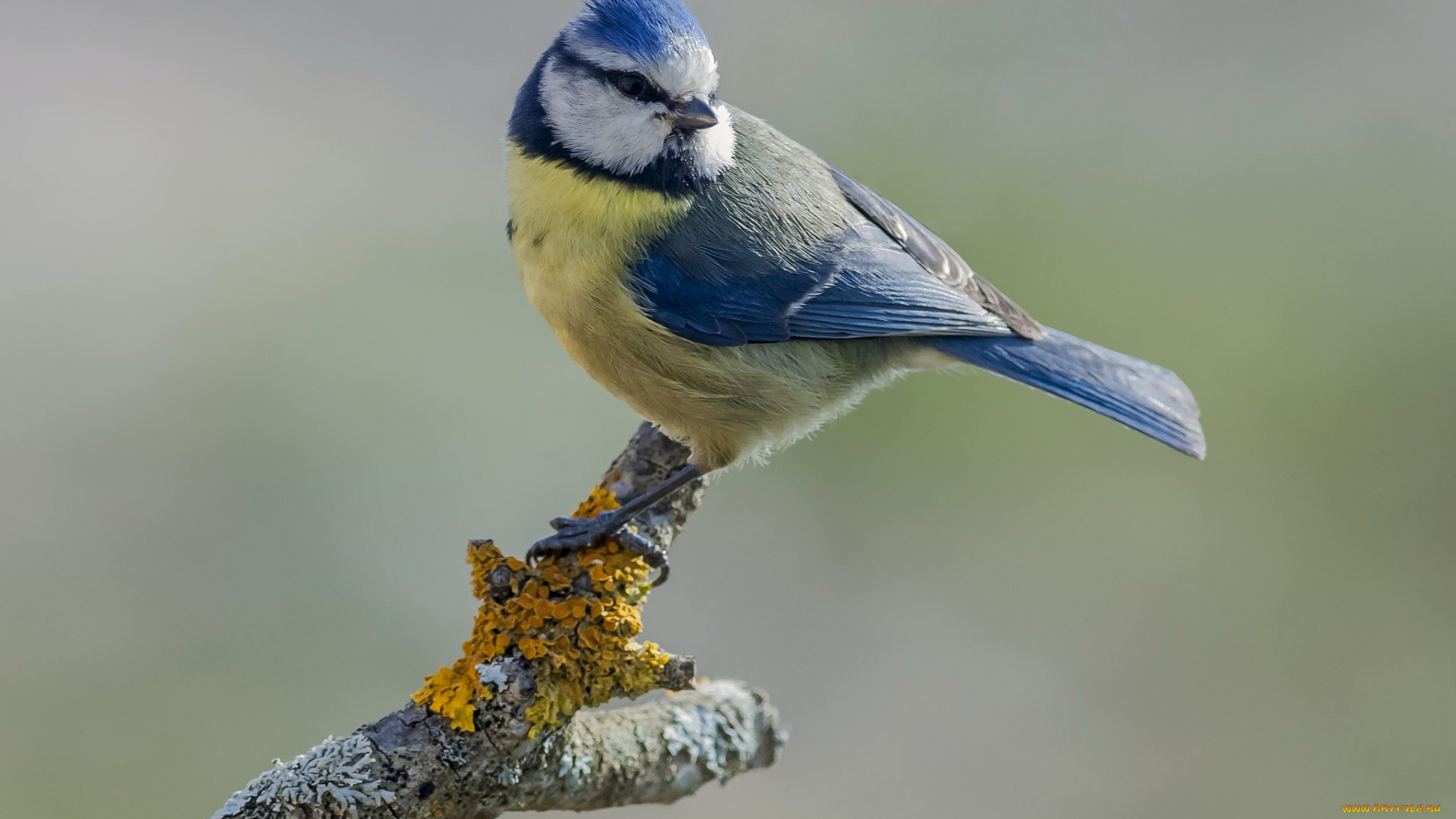 животные, синицы, , лазоревки, птичка