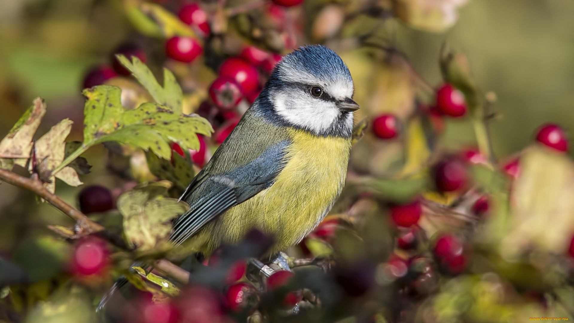 животные, синицы, , лазоревки, птичка