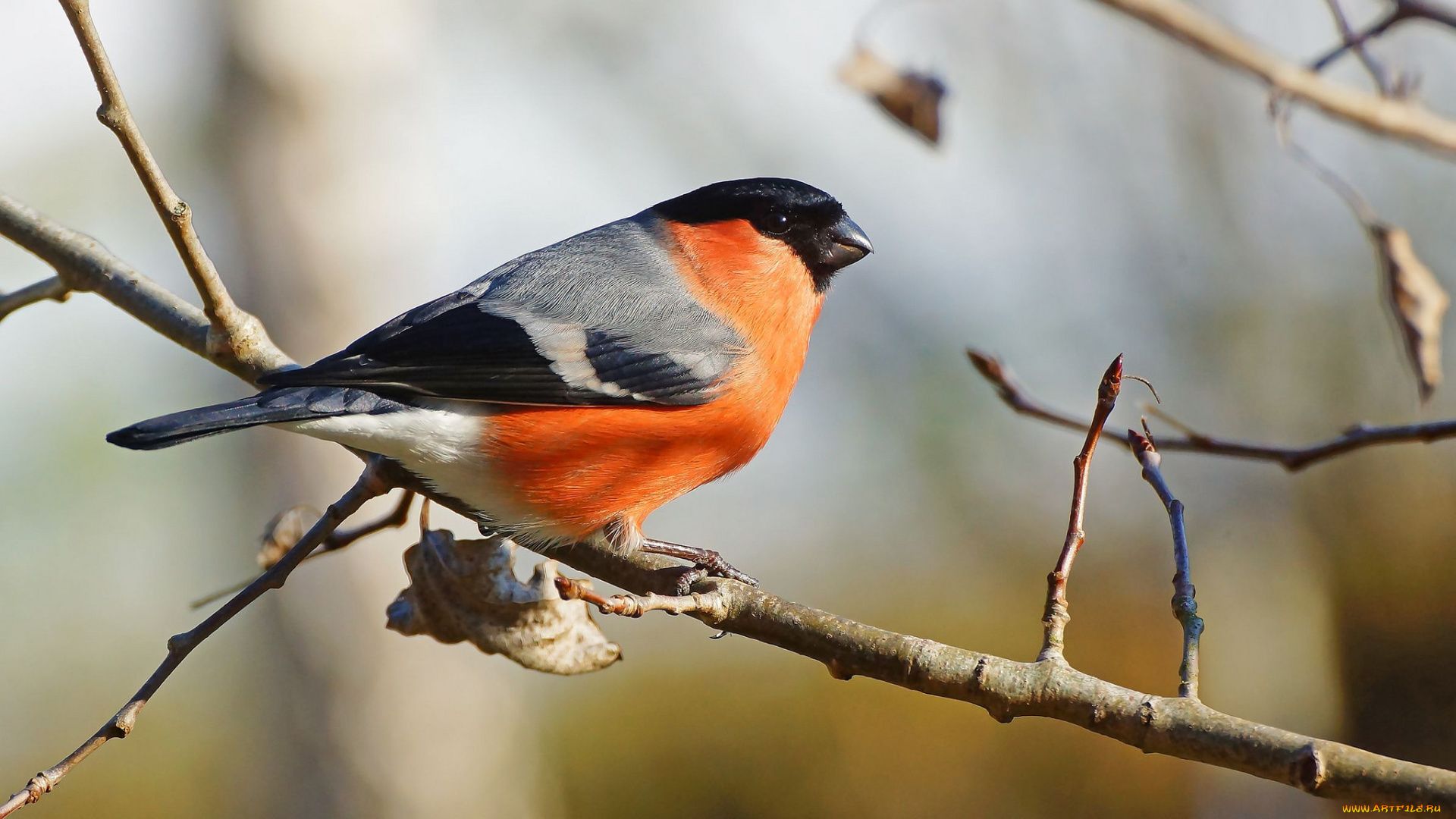 животные, снегири, птичка