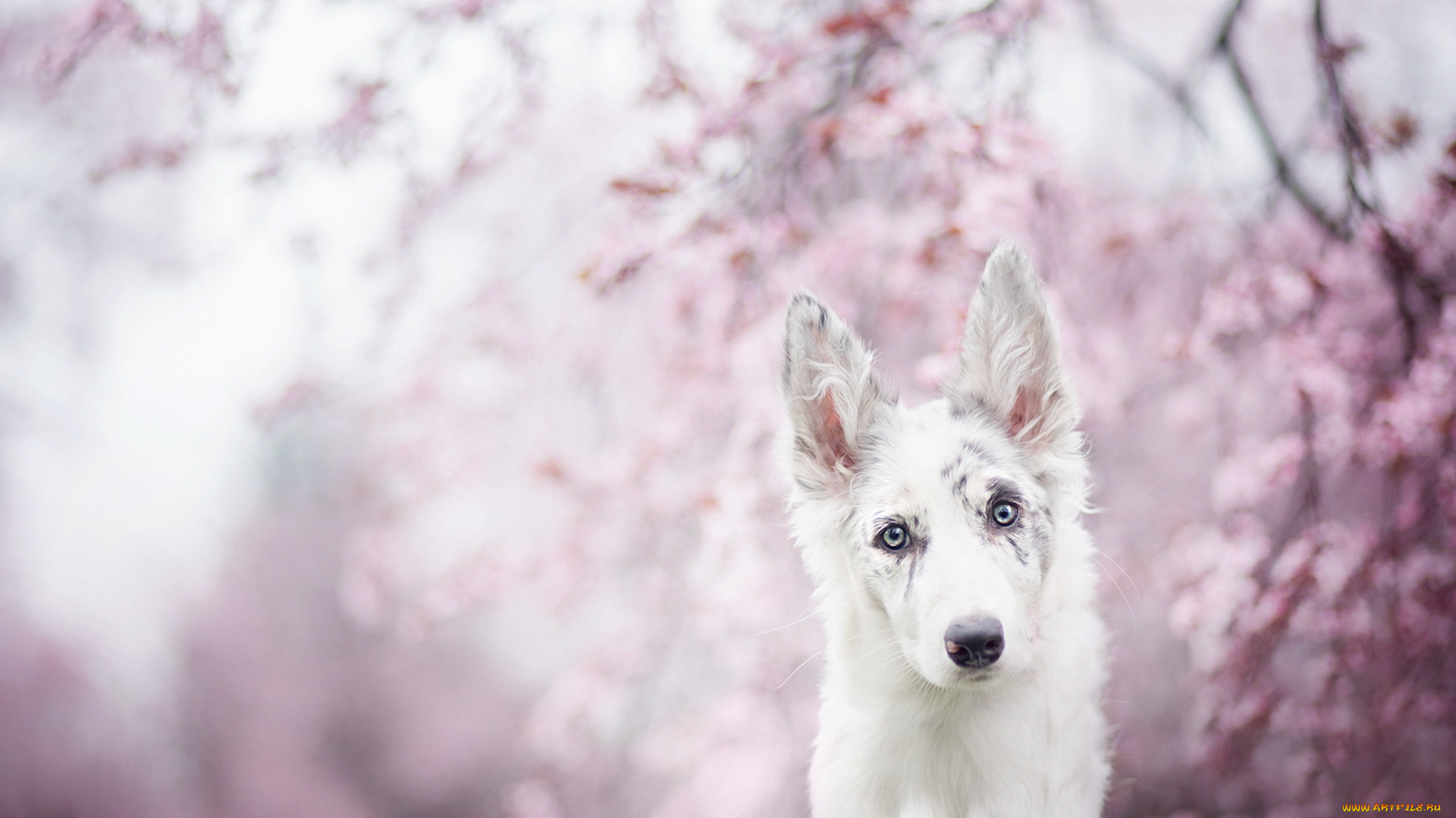 животные, собаки, друг, взгляд, собака