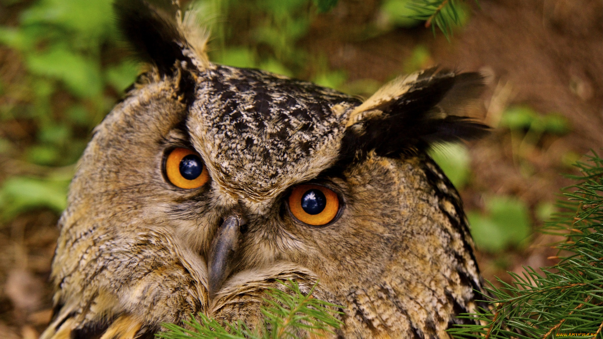 животные, совы, финляндия, фауна, фото, сова, филин, птицы, глаза