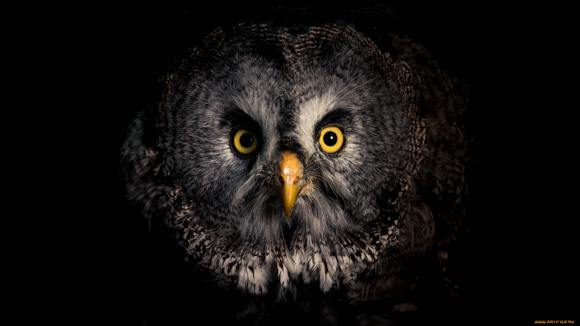 животные, совы, птичка