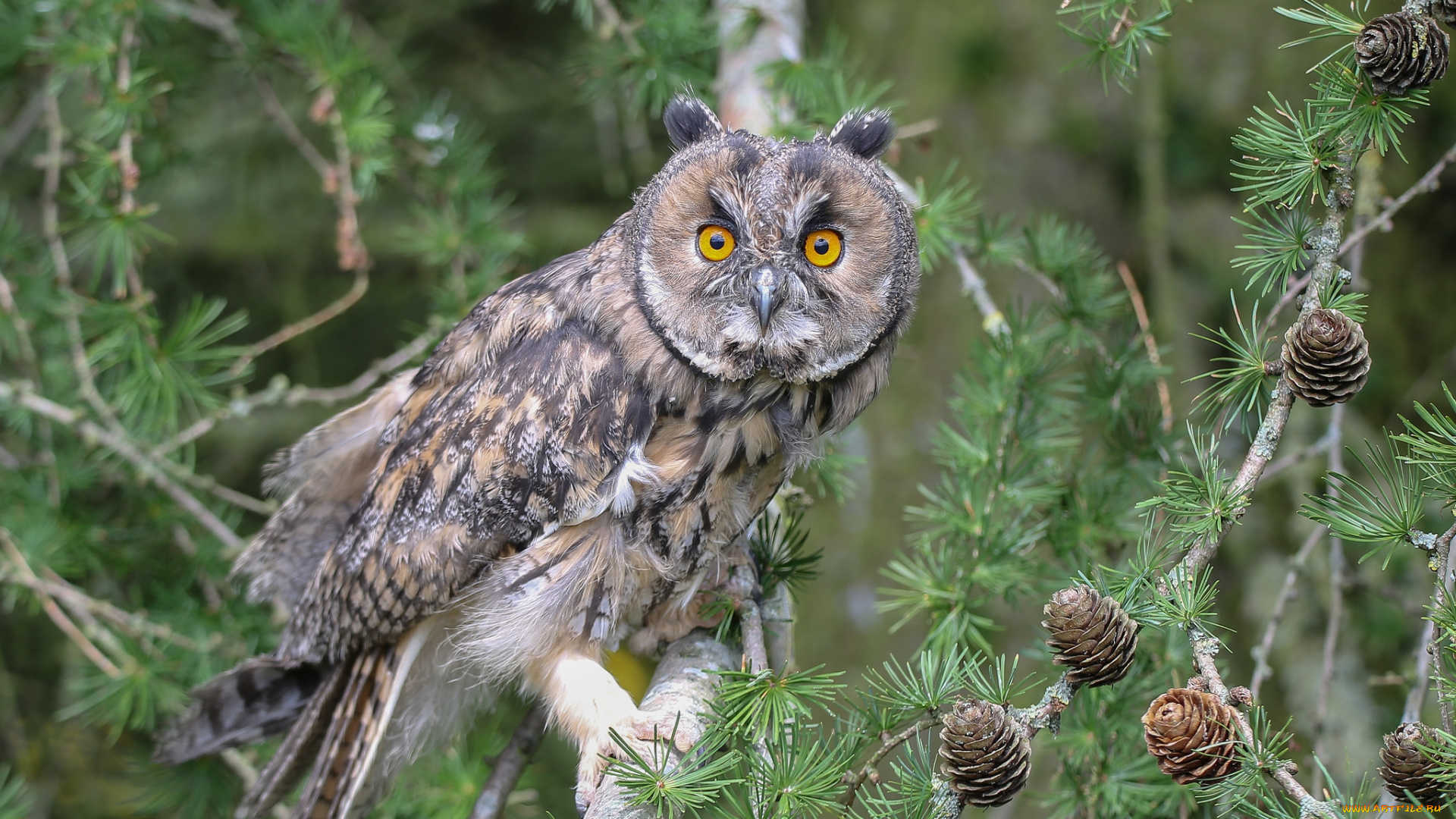 животные, совы, птичка