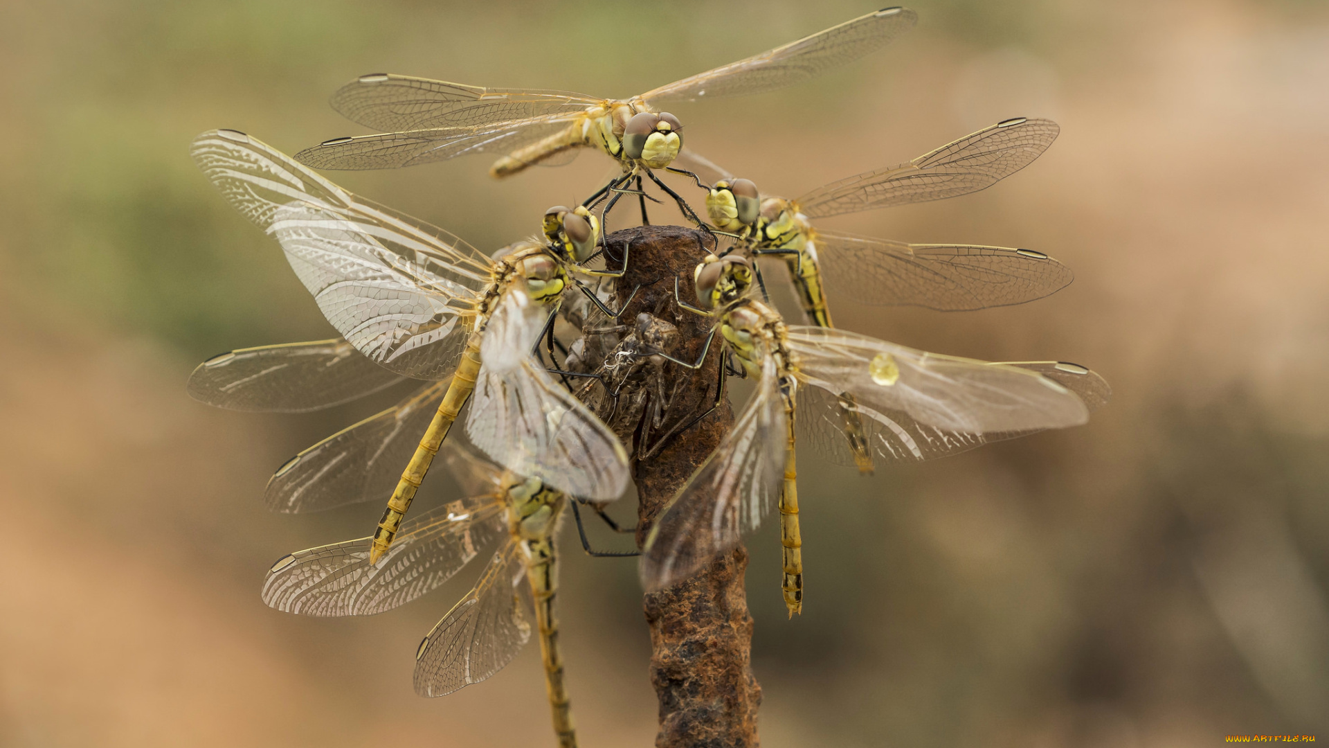 животные, стрекозы, птичка