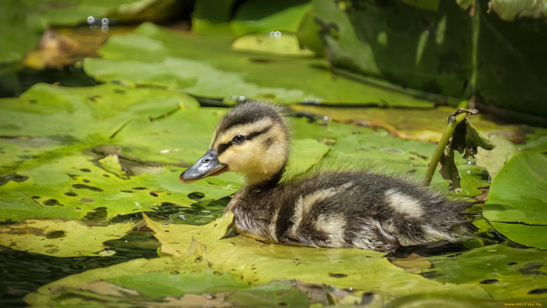животные, утки, птичка