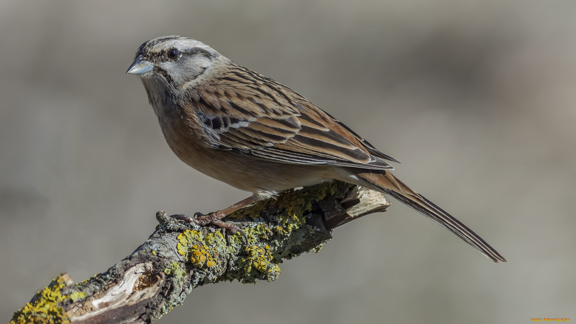 животные, воробьи, птичка
