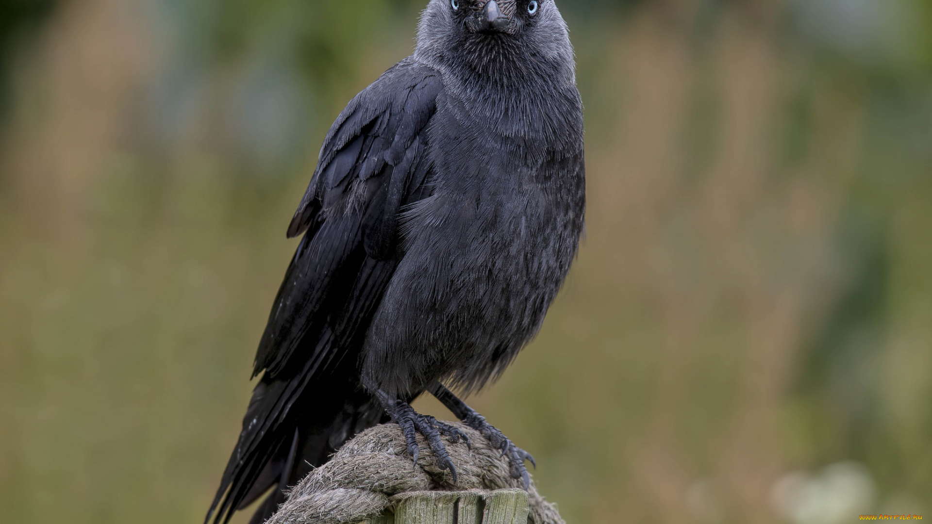 животные, вороны, , грачи, , галки, птичка
