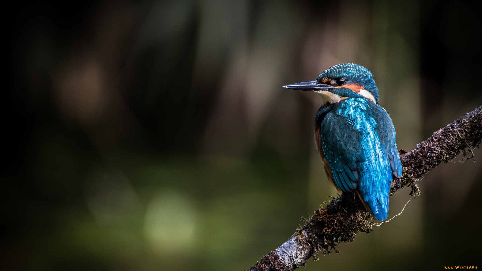 животные, зимородки, птичка