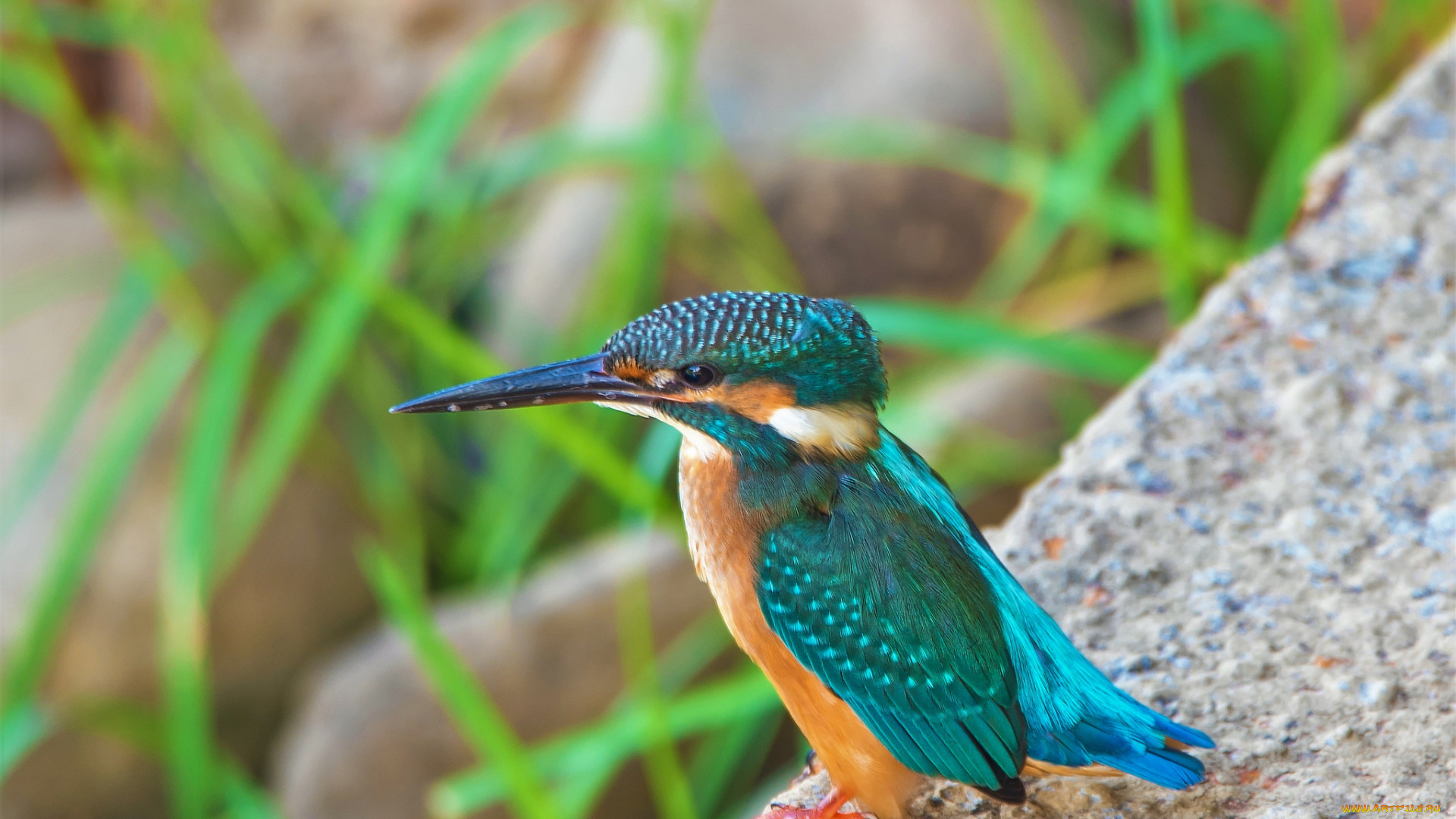 животные, зимородки, птичка