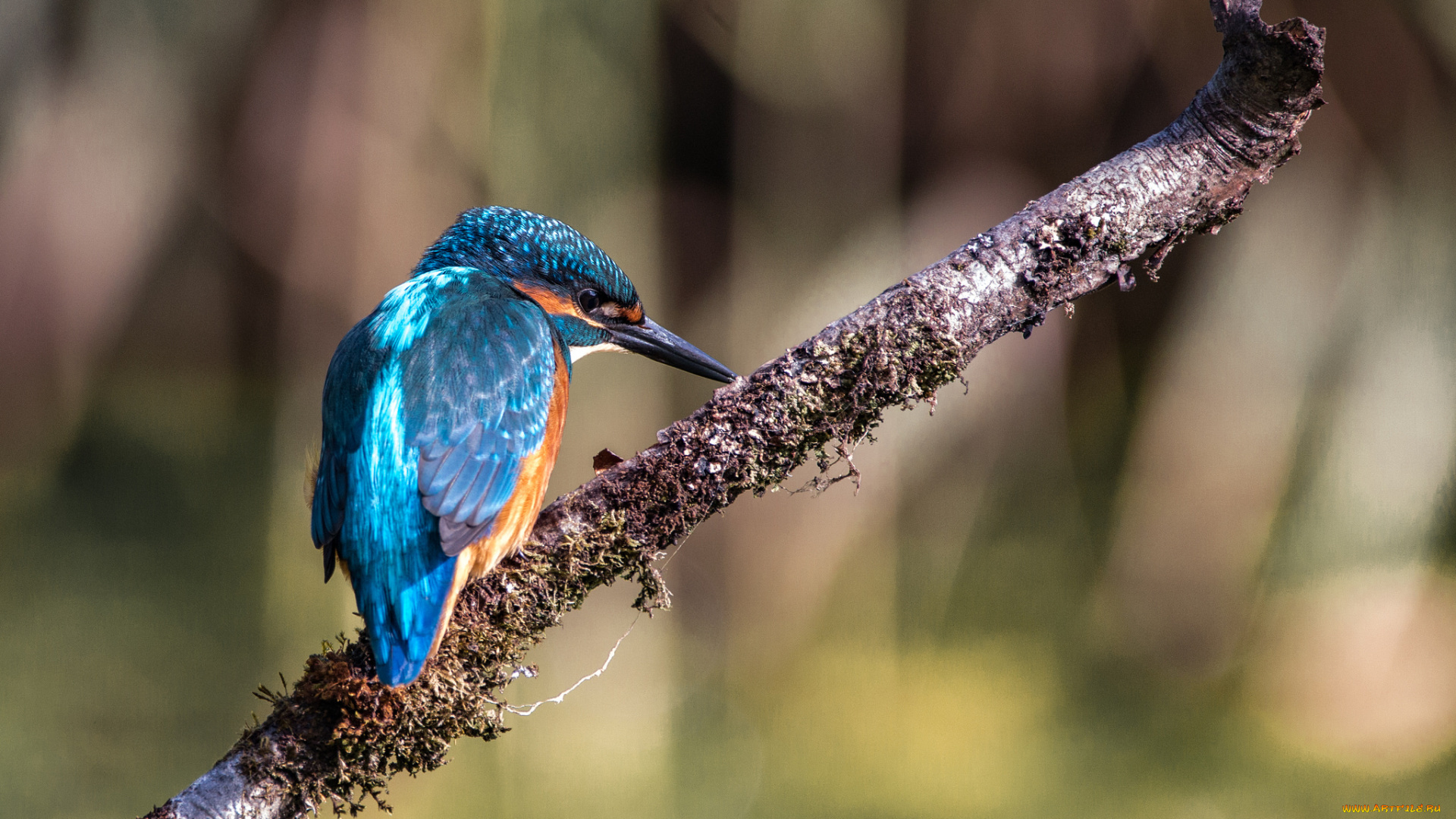 животные, зимородки, птичка