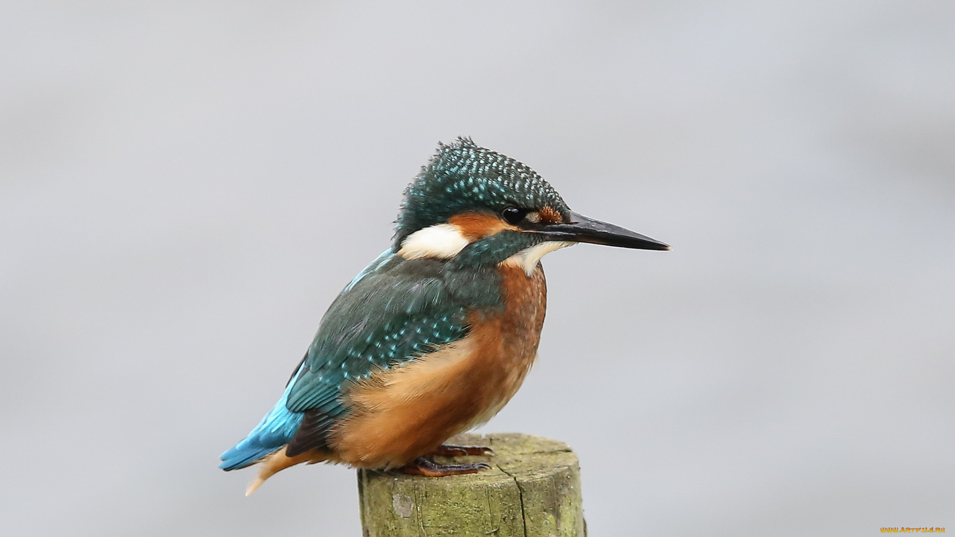 животные, зимородки, птичка