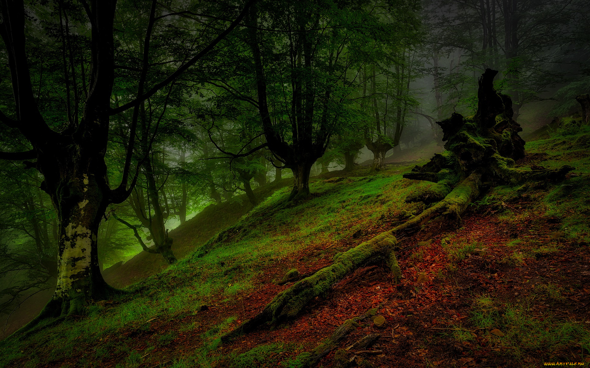природа, лес, ночь