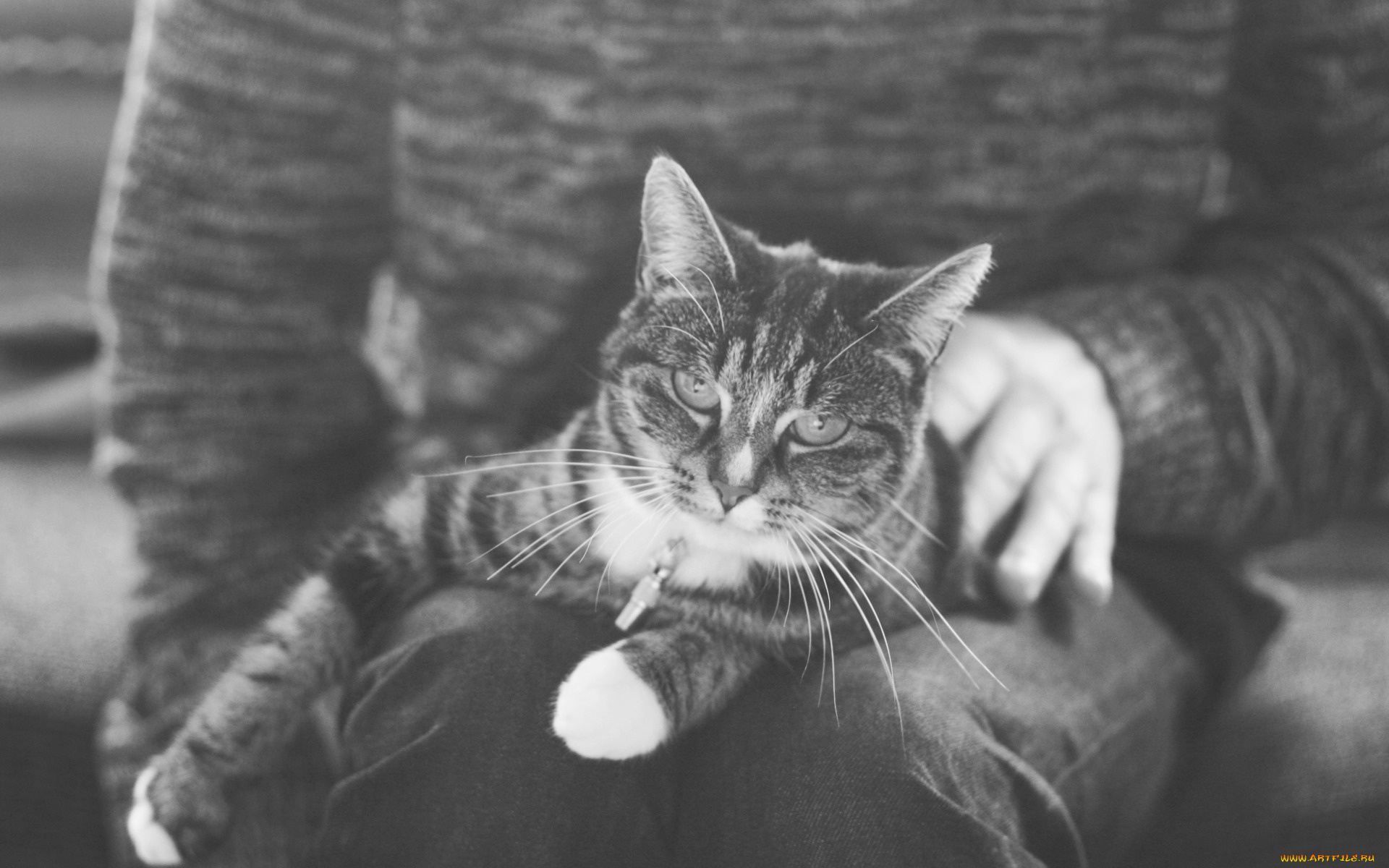 животные, коты, лежит, кот, кошка