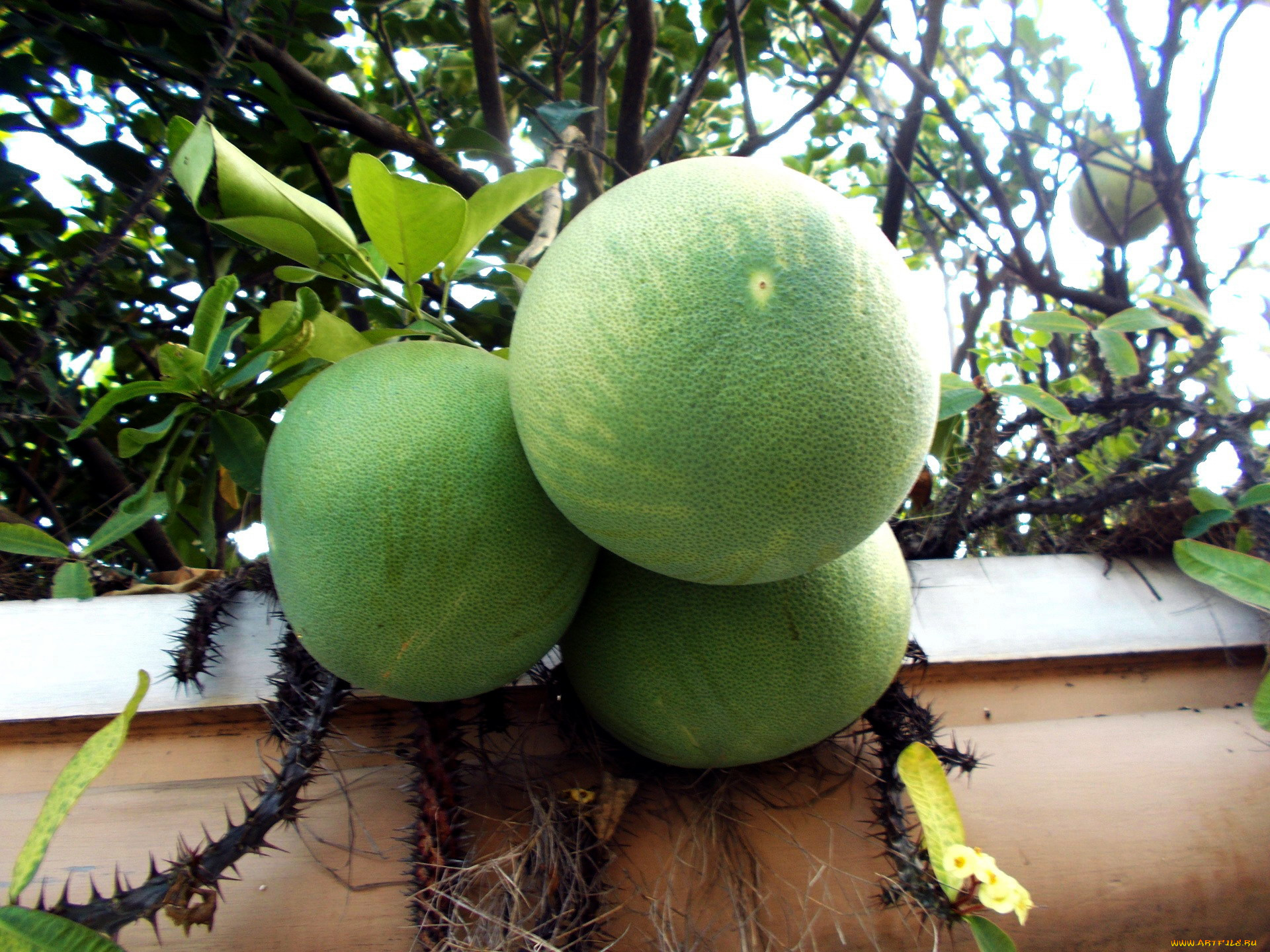 природа, плоды, помело