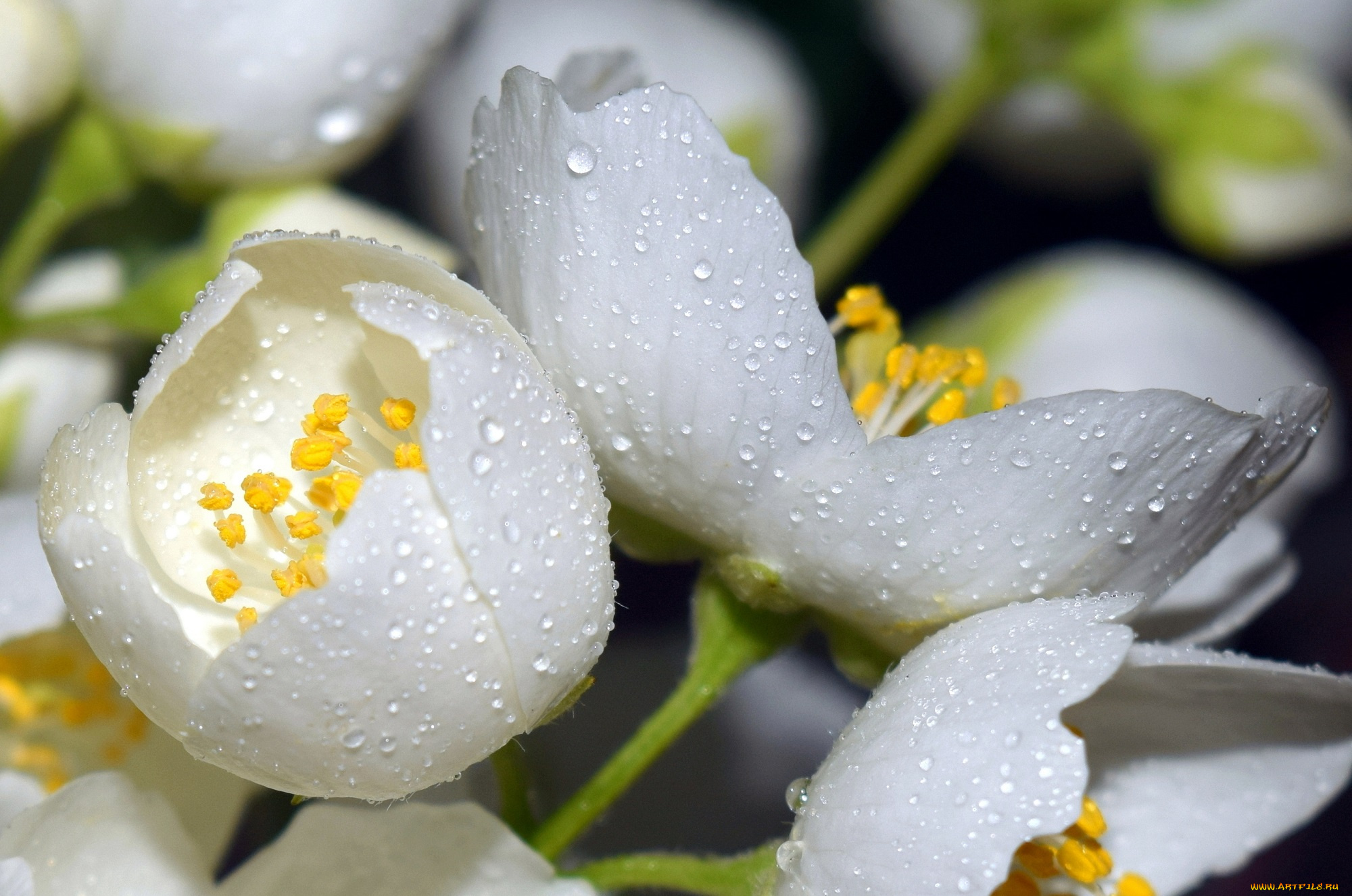 цветы, жасмин, макро