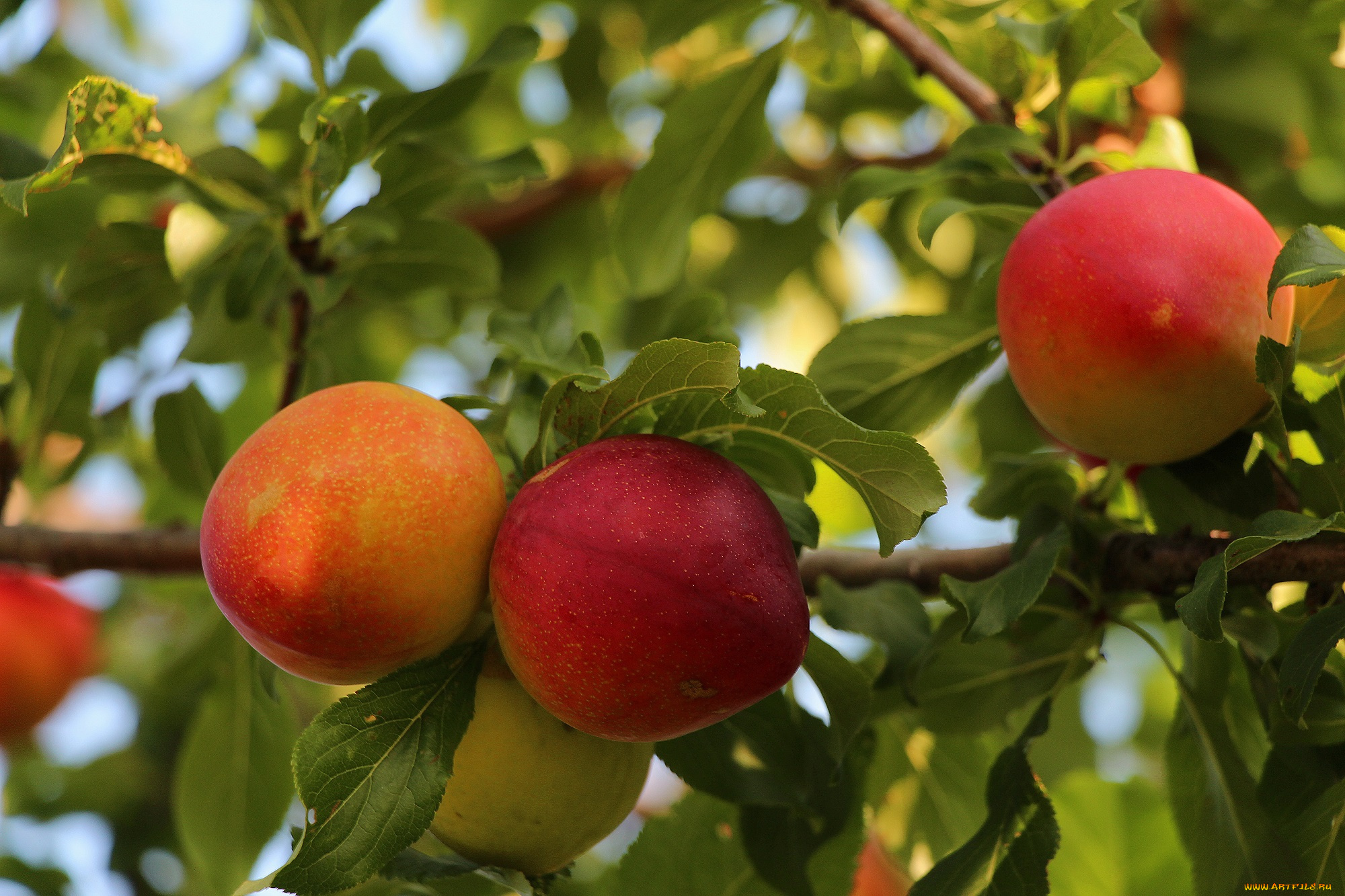 природа, плоды, тамбовская, область, дары, сада, красота, лето, сад, тамбов