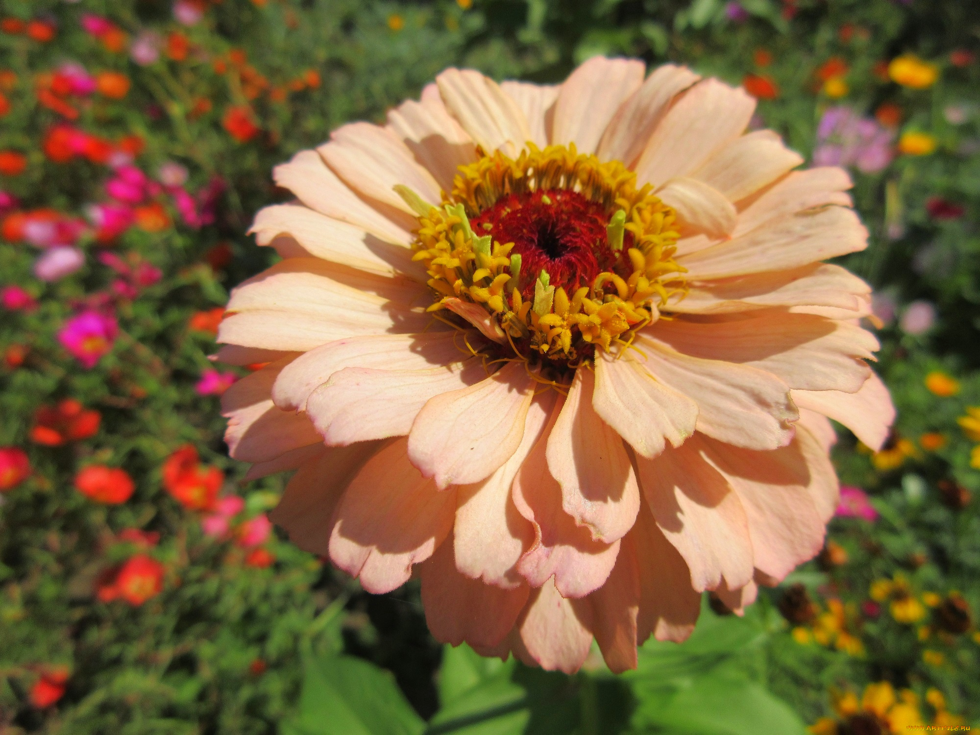 цветы, цинния, цветок, кремовый