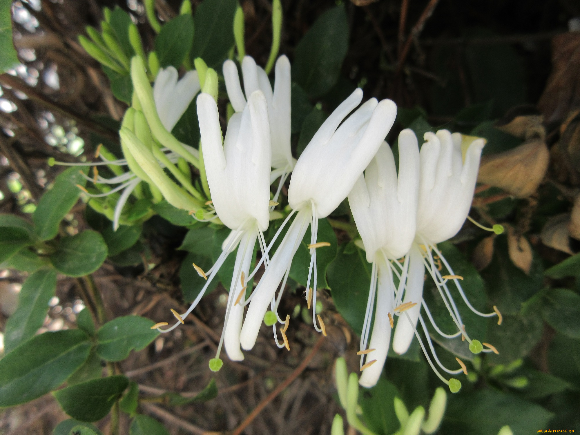 цветы, цветущие, деревья, , , кустарники, куст