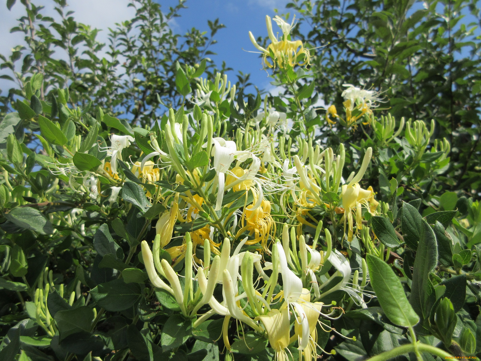 цветы, цветущие, деревья, , , кустарники, куст