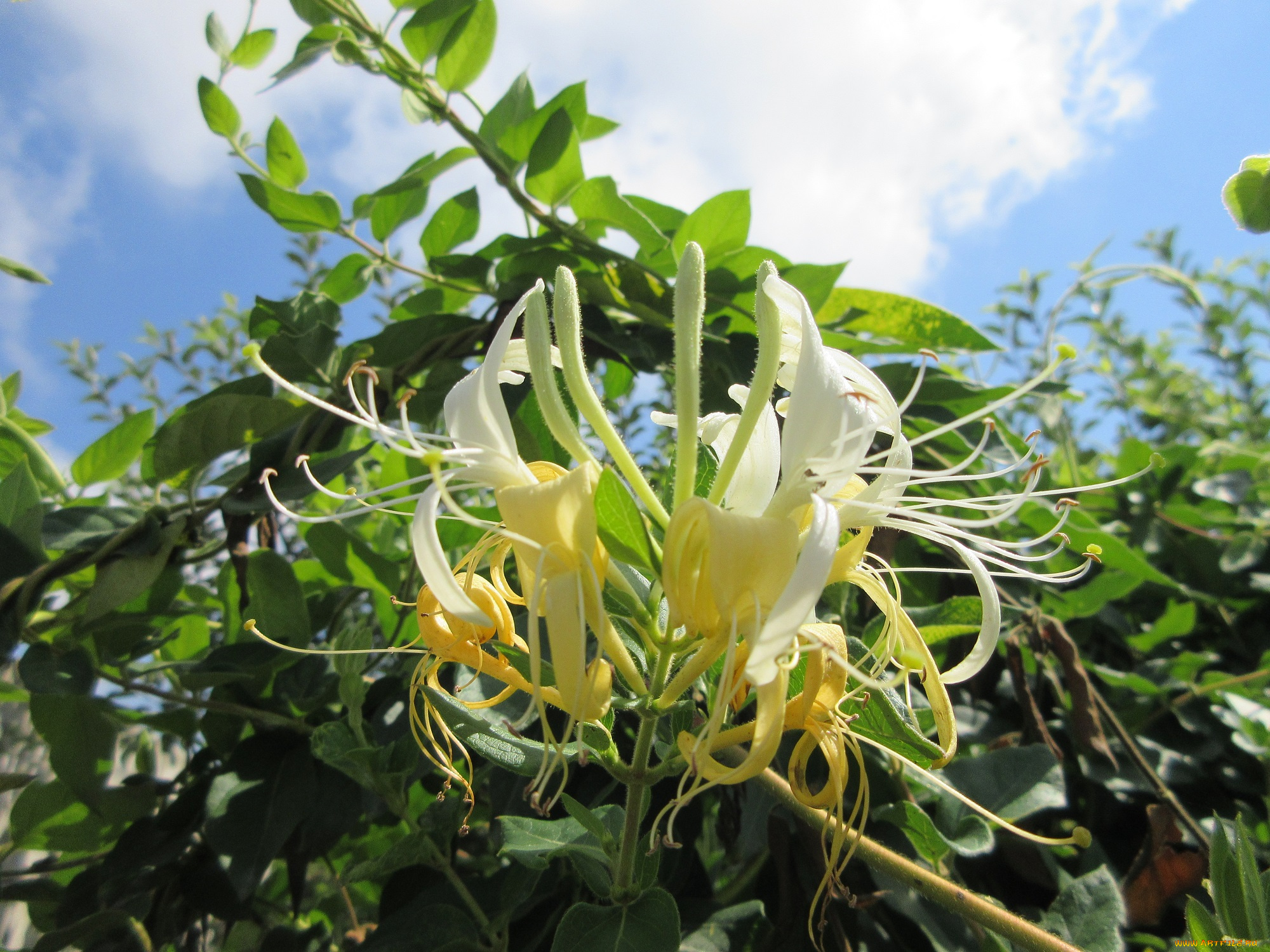 цветы, цветущие, деревья, , , кустарники, куст